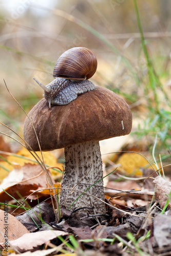 Roman snail (Helix pomatia) on brown cap boletus