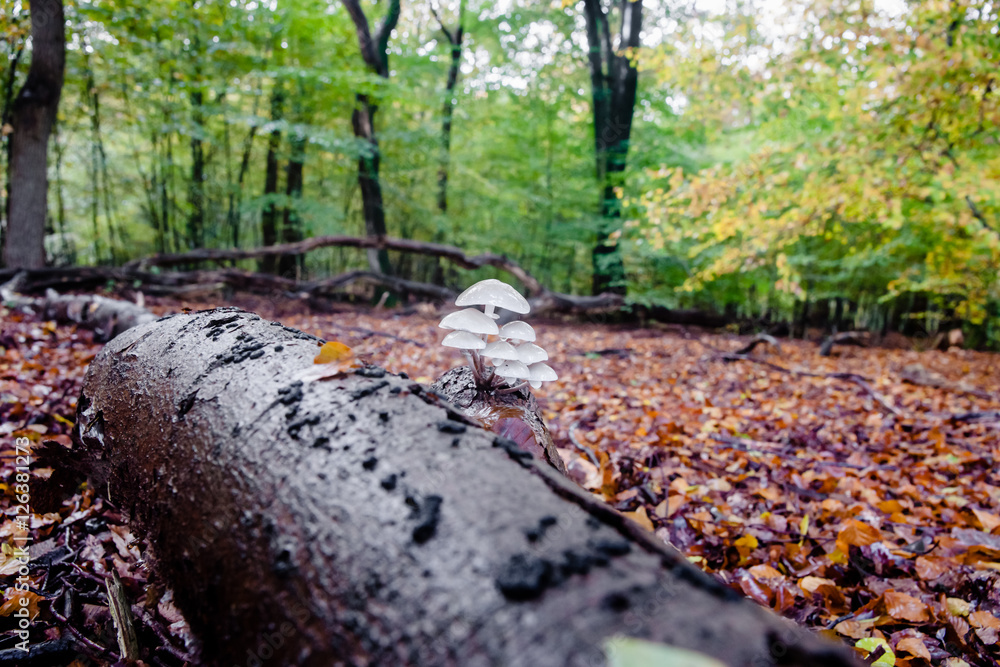 Wild mushrooms at autumn in forrest