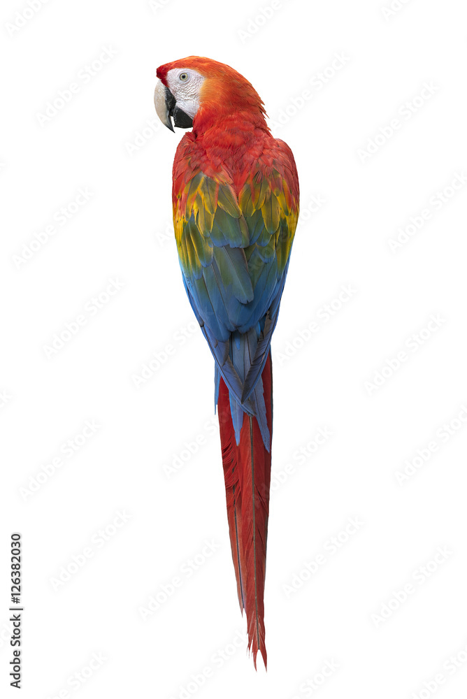 Bird macaw, Scarlet Macaw isolate on white background