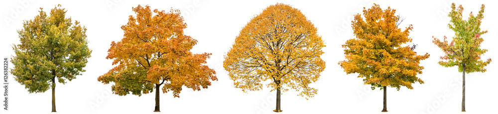 Autumn trees isolated white background Oak maple linden Autumn trees isolated white background Oak maple linden