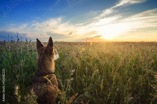 Small Chihuahua dog enjoying golden sunset in grass