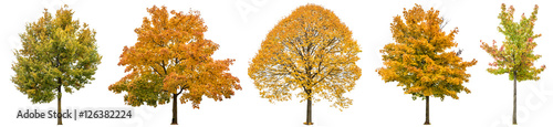 Autumn trees isolated white background Oak maple linden
