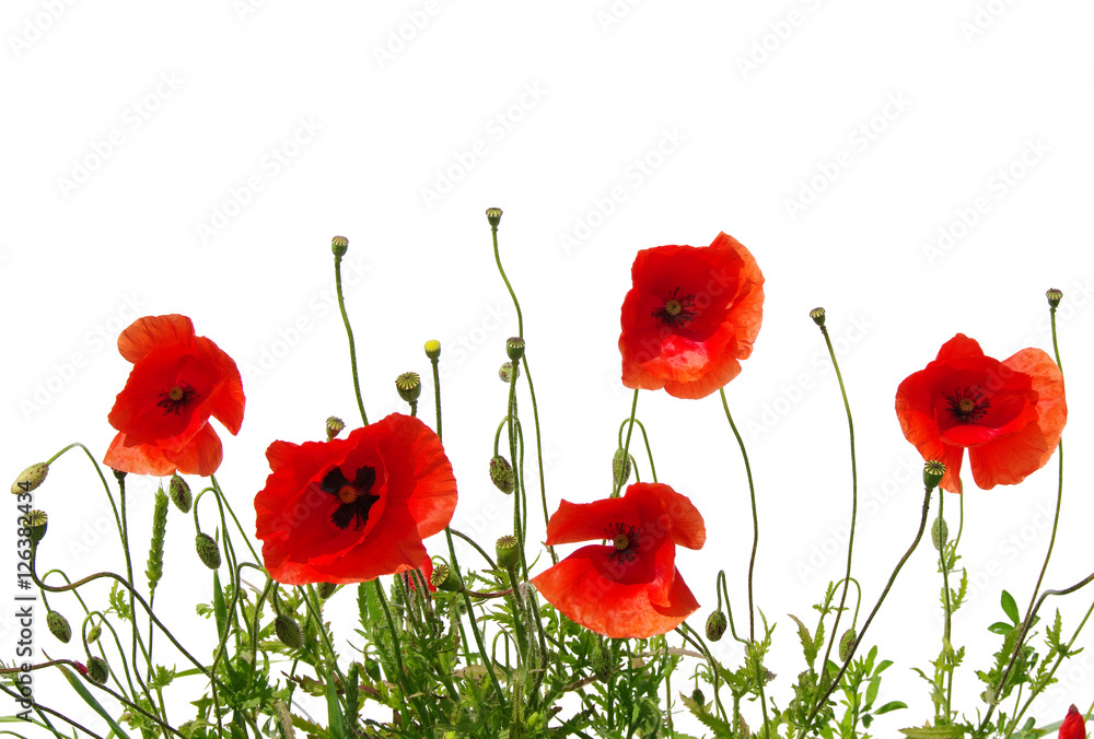 Fototapeta premium czerwone maki na białym tle
