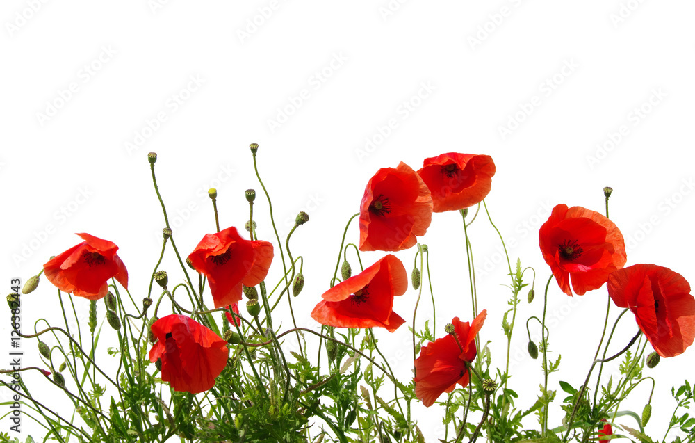Obraz premium czerwone maki na białym tle