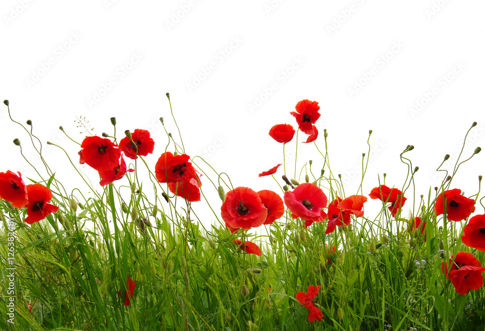 Obraz premium red poppies on white
