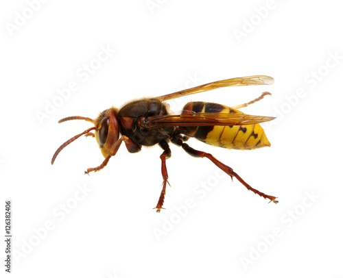 hornet isolated on white © Alekss