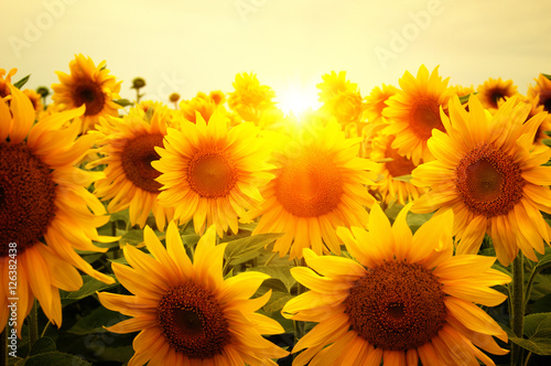 Fototapeta Naklejka Na Ścianę i Meble -   sunflowers and sun