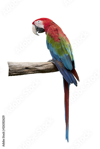 Bird macaw, Green wing macaw isolate on white background photo