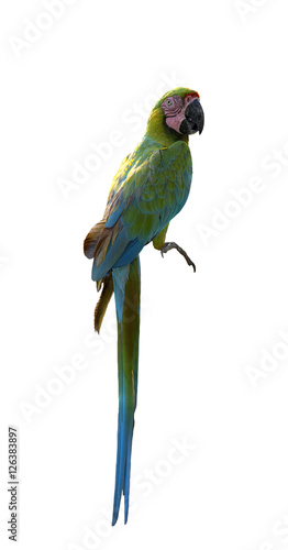 Bied macaw, Buffon's macaw isolate on white background