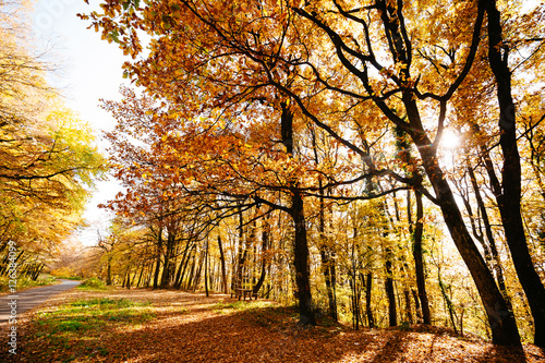 Beautiful forest landscape