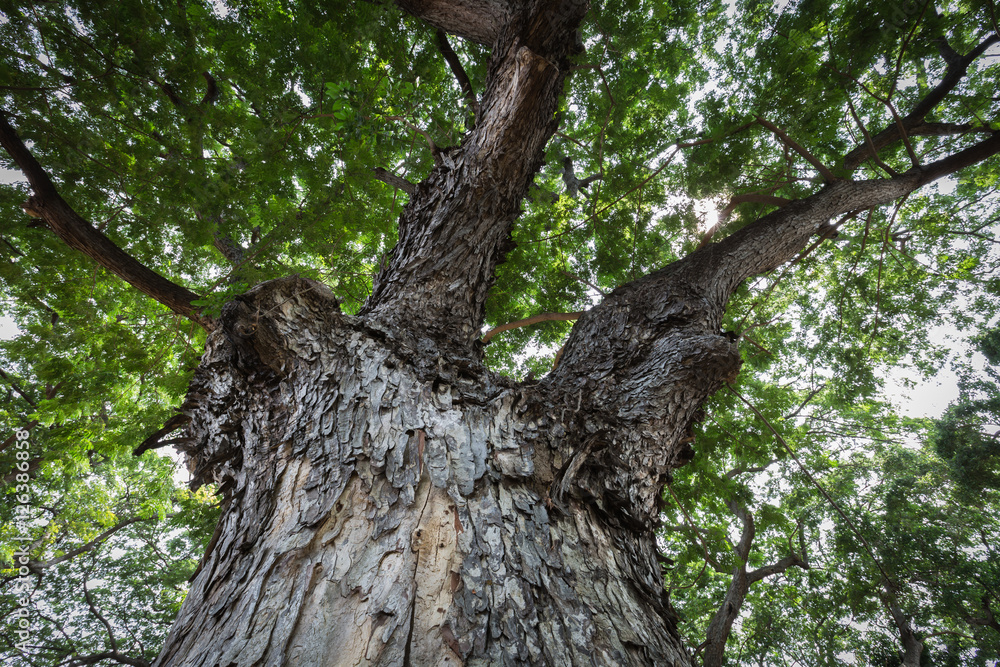 Bark wood, life of nature background