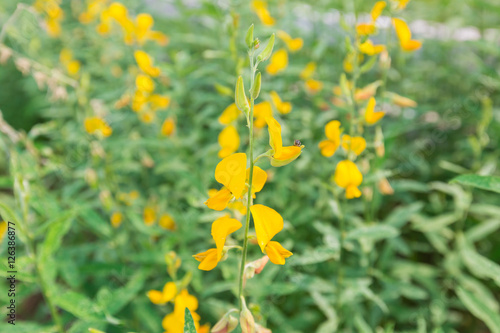 Selective focus of yellow flower on blurred green leaf backgroun