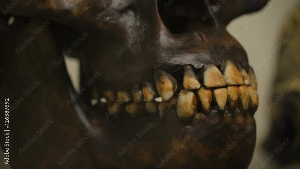 Closer look of the teeth of the skeleton the yellow teeth from the skeleton head of the dinosaur displaying inside a house Closer look of the teeth of the skeleton the yellow teeth from the skeleton head of the dinosaur displaying inside a house