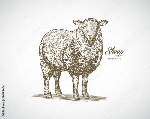 Sheep in graphic style. Illustration drawn by hand on paper and converted to vector.
