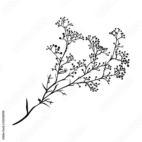 Branch of beautiful hand-drawn silhouette gypsophila