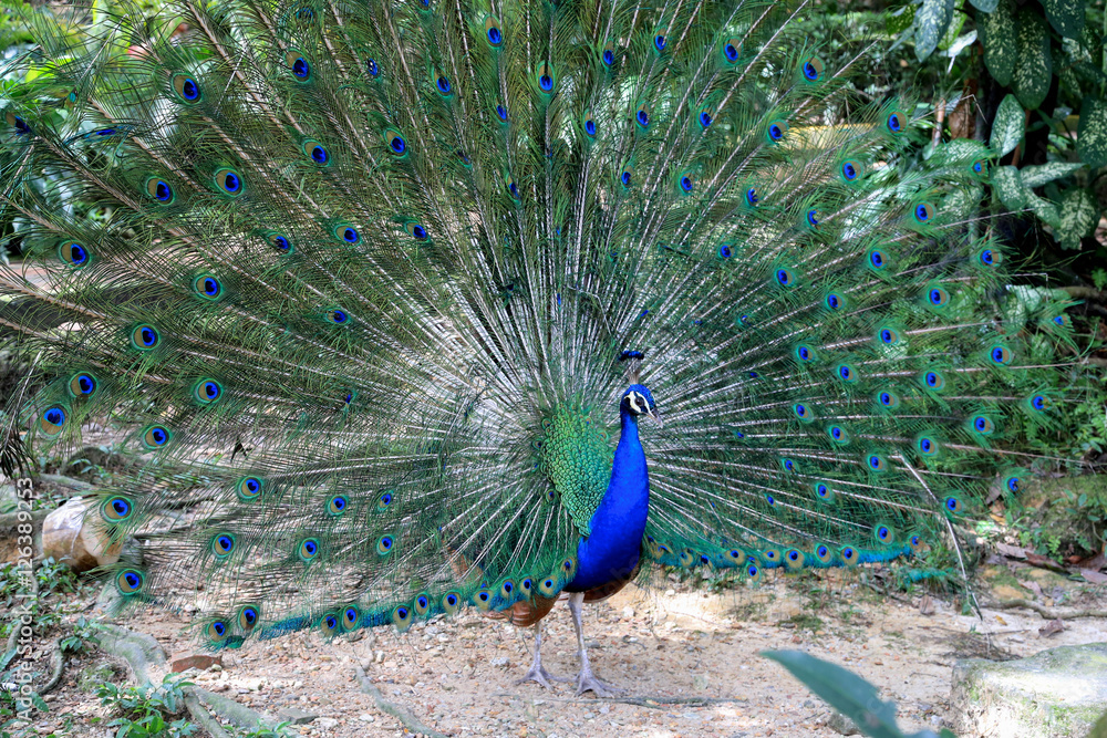 Obraz premium Birds