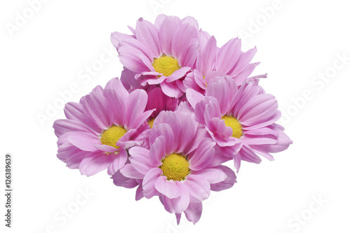 Chrysanthemums pink flowers.