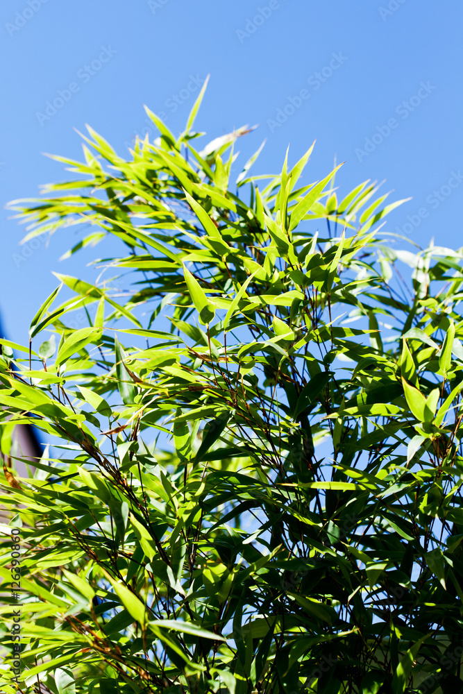 Schwarzrohrbambus, Phyllostachys nigra, blauer Himmel Schwarzrohrbambus, Phyllostachys nigra, blauer Himmel