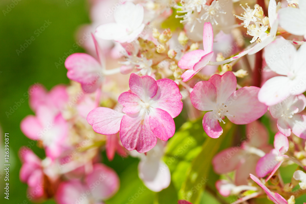 Rispenhortensie, Sommerhortensie Rispenhortensie, Sommerhortensie