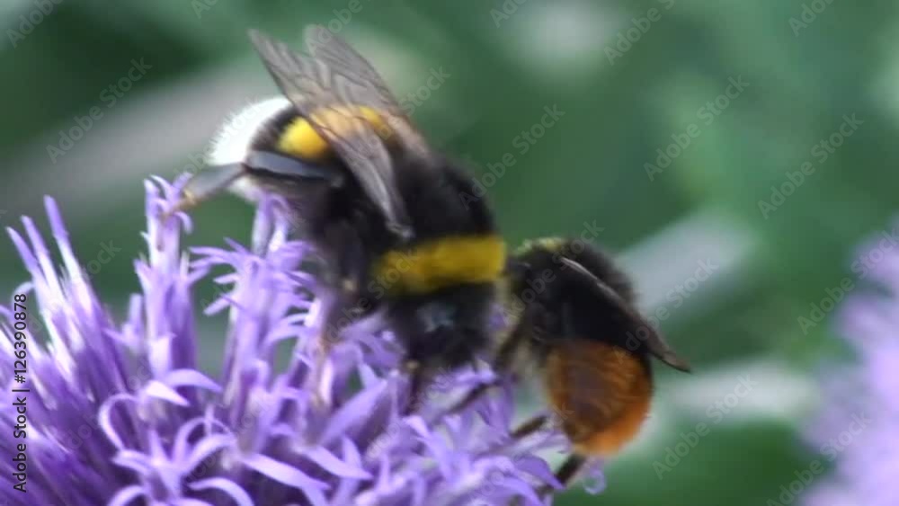 Hummeln krabbeln auf einer Kugeldistel Hummeln krabbeln auf einer Kugeldistel