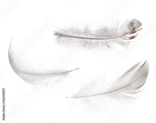 set of light grey isolated feathers