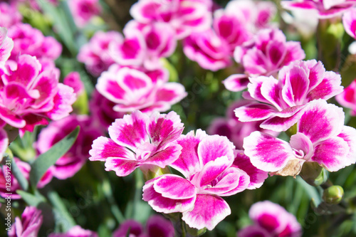 Bild auf Leinwand Topfnelke (Dianthus), pink, rosa, Blüten, Duftpflanze