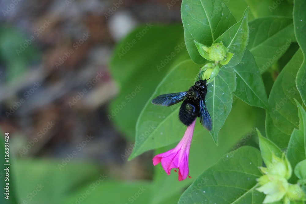 Big black bee eating from a pink flower Big black bee eating from a pink flower