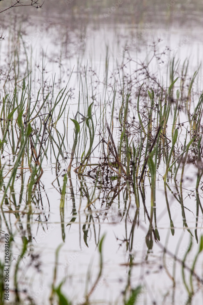Obraz premium rain ponds