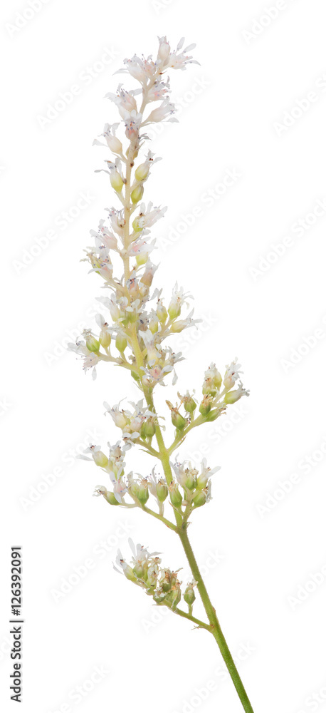 plant with small light flowers on white
