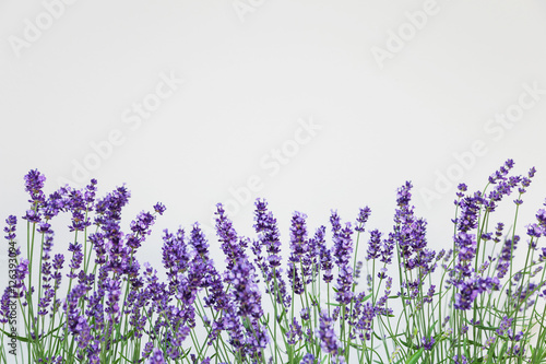 Lavendel (Lavandula), Raum für Text, Studio