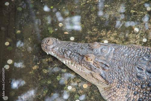 Amphibian Prehistoric Crocodile,Alligator or crocodile animals closeup © midobun2014