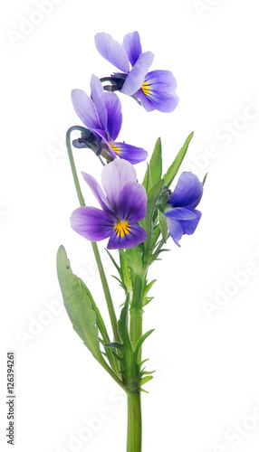 Fototapeta Naklejka Na Ścianę i Meble -  four isolated pansy lilac blooms on stem