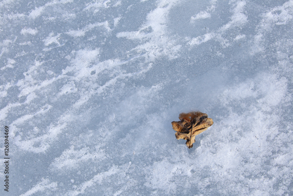 oak leaf in the ice