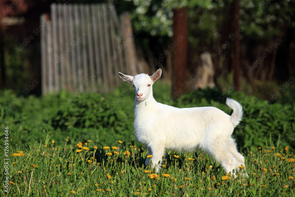 Obraz premium goatling on a meadow