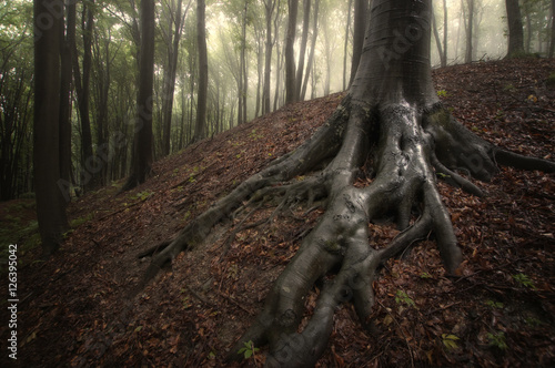 tree roots in forest