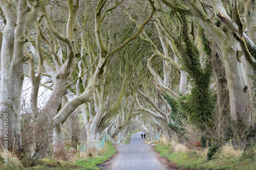 Dark hedges photo