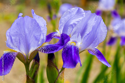 Fototapeta Naklejka Na Ścianę i Meble -  Bearded Iris