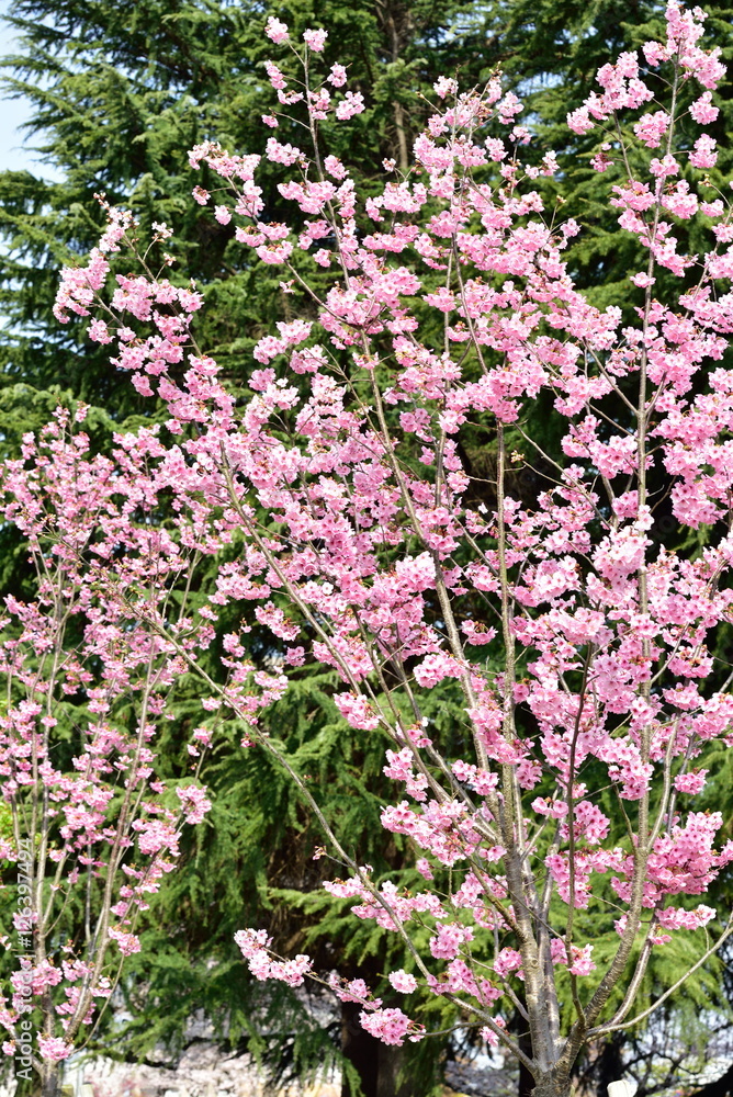 Cherry blossom Cherry blossom