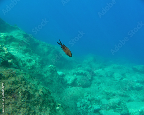 black nanny fish and blue-green sea, underwater scene