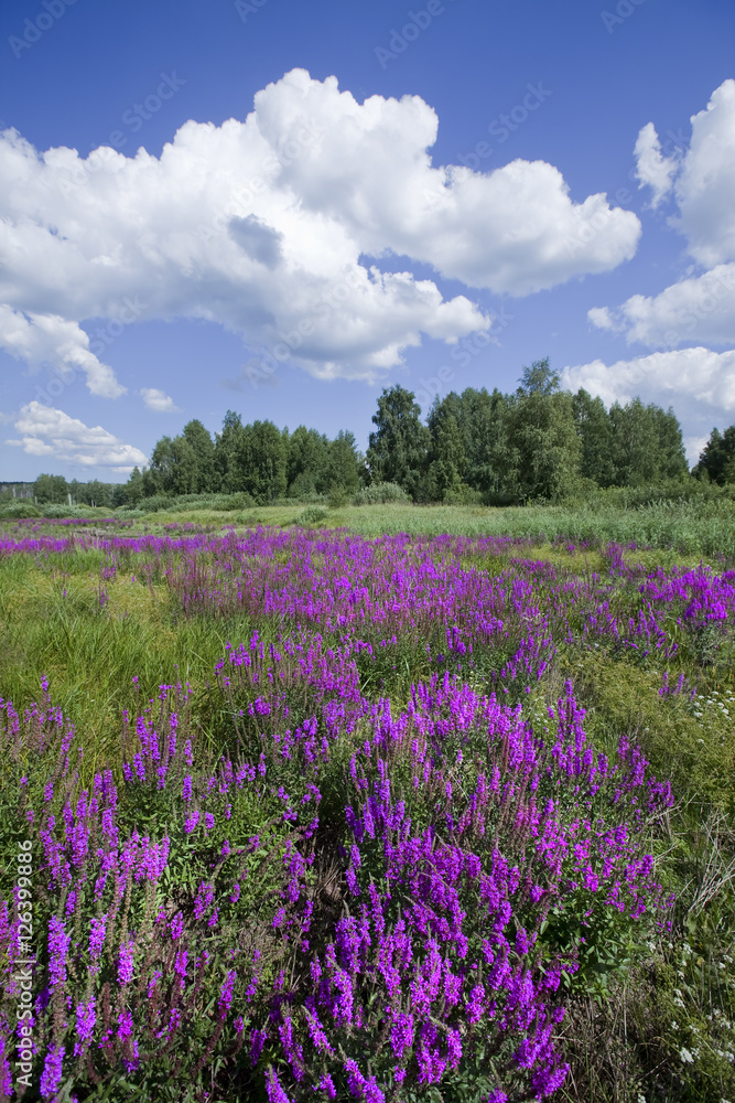 wildflowers