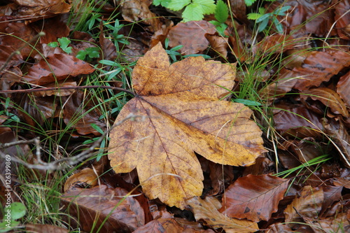 Maple leaves © leomalsam