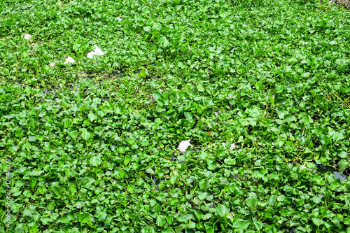 Garbage and Eichhornia crassipes in river, Water pollution concept