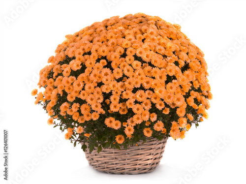Fototapeta Naklejka Na Ścianę i Meble -  chrysanthemum