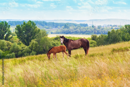 Pasturing colt and horse in the countryside.