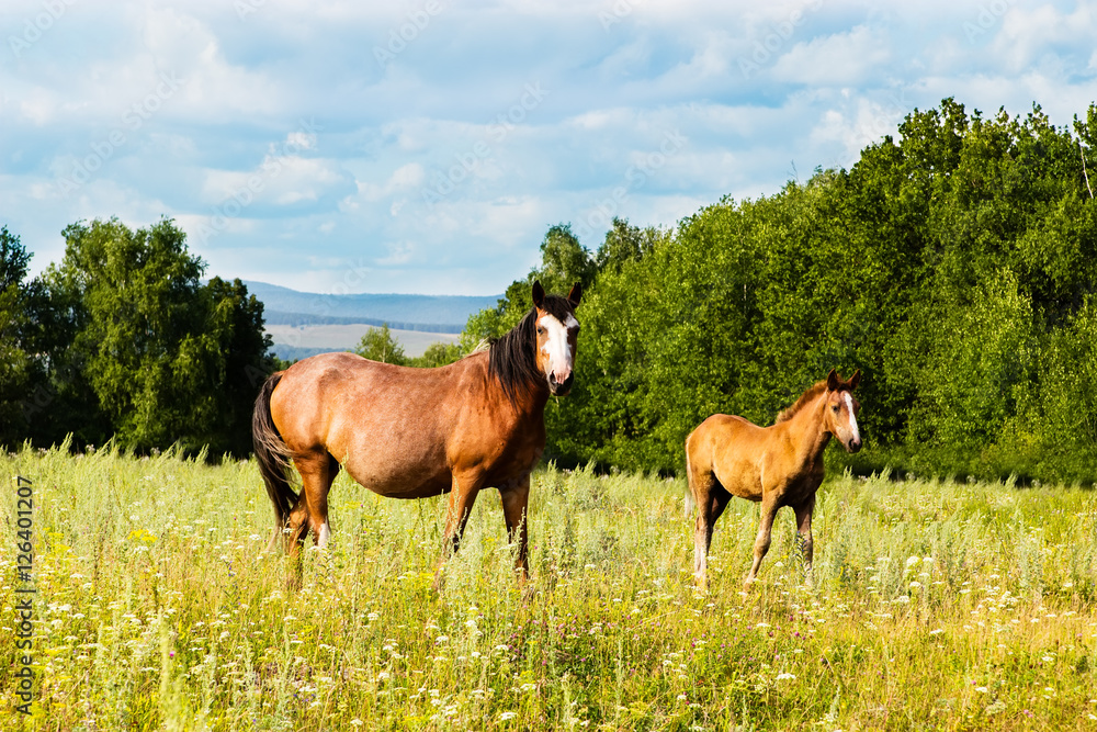 Obraz premium Pasturing colt and horse in the countryside.