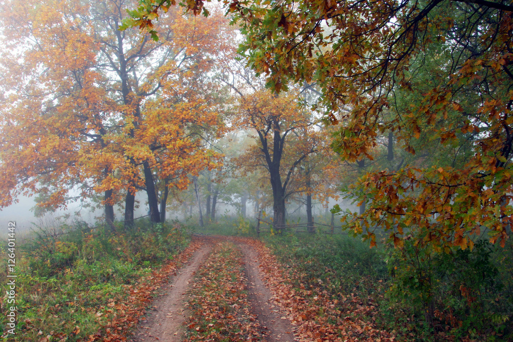 fog fog
