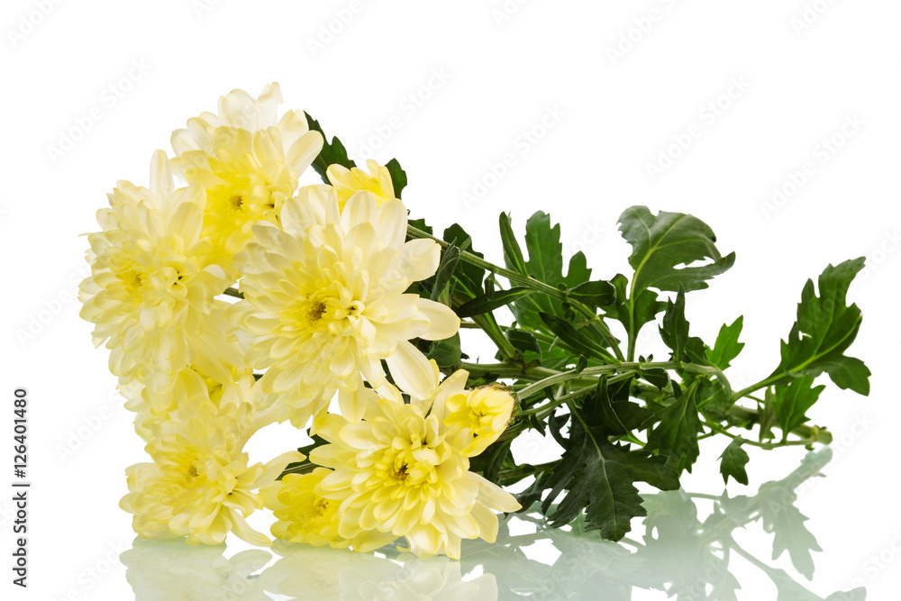 Bouquet of yellow chrysanthemums and leaves isolated on white.