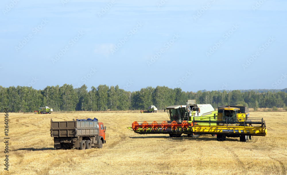 Obraz premium grain harvest