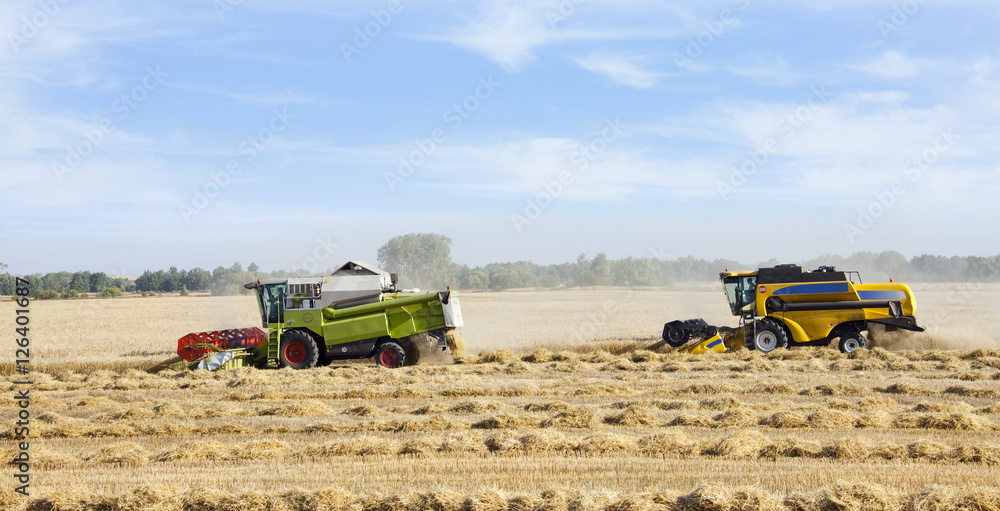 Obraz premium grain harvest