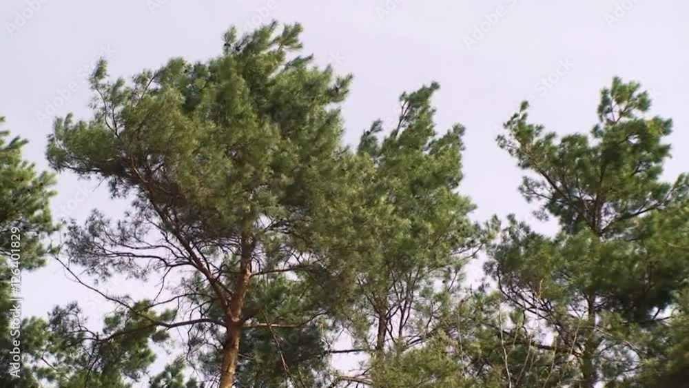 Bedrohlich weht der Sturm durch den Wald Bedrohlich weht der Sturm durch den Wald